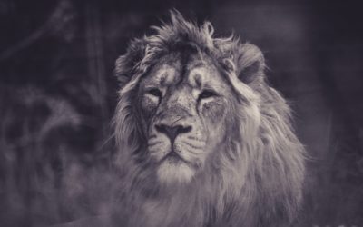 Stop met slachtoffer zijn en word een held